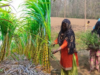 गन्ना उत्पादन, पौध तैयार करने और वैल्यू एडिशन में सक्रिय भागीदारी निभाएंगी महिलाएं