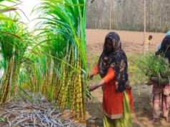 गन्ना उत्पादन, पौध तैयार करने और वैल्यू एडिशन में सक्रिय भागीदारी निभाएंगी महिलाएं