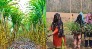 गन्ना उत्पादन, पौध तैयार करने और वैल्यू एडिशन में सक्रिय भागीदारी निभाएंगी महिलाएं