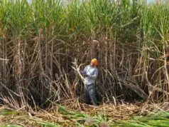 प्रदेश के गन्ना किसानों को होगा बड़ा फायदा, प्रशिक्षण और तकनीक से बढ़ेगी पैदावार