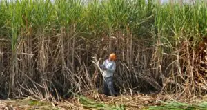 प्रदेश के गन्ना किसानों को होगा बड़ा फायदा, प्रशिक्षण और तकनीक से बढ़ेगी पैदावार