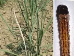 गन्ने की फसल पर अंकुर-चोटी बेधक कीट का खतरा, विभाग ने जारी किया अलर्ट