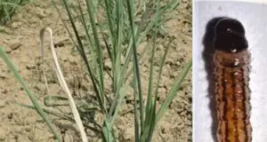 गन्ने की फसल पर अंकुर-चोटी बेधक कीट का खतरा, विभाग ने जारी किया अलर्ट