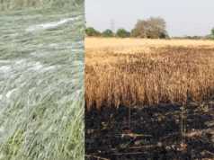 अग्निकांड, ओलावृष्टि और अतिवृष्टि से फसल क्षति पर राहत तेज, हजारों किसानों को आर्थिक सहायता