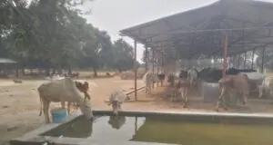 गो आश्रय स्थलों में गर्मी से बचाव के पुख्ता इंतजाम के निर्देश