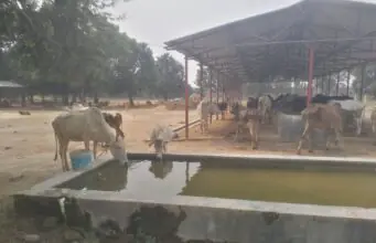 गो आश्रय स्थलों में गर्मी से बचाव के पुख्ता इंतजाम के निर्देश