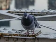 बालकनी में कबूतरों की समस्या? जानें आसान और सुरक्षित उपाय