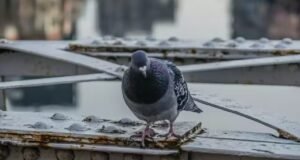 बालकनी में कबूतरों की समस्या? जानें आसान और सुरक्षित उपाय