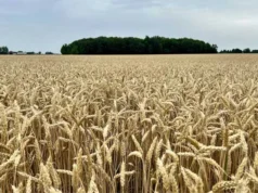 सरकार ने असमय बारिश से प्रभावित गेहूं पर दी राहत, पूरे प्रदेश में शिथिल मानकों के साथ होगी खरीद