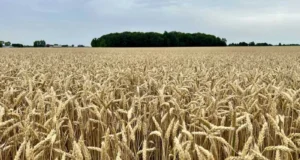 सरकार ने असमय बारिश से प्रभावित गेहूं पर दी राहत, पूरे प्रदेश में शिथिल मानकों के साथ होगी खरीद