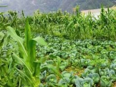 प्राकृतिक खेती से बेहतर आय अर्जित कर रहे 2.60 लाख किसान