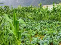 प्राकृतिक खेती से बेहतर आय अर्जित कर रहे 2.60 लाख किसान