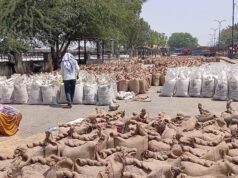 प्रदेश में गेहूं खरीद ने पकड़ी रफ्तार, 28 अप्रैल तक 6.10 लाख मीट्रिक टन गेहूं की खरीद