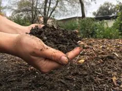 गोबर और गोमूत्र आधारित उन्नत ऑर्गेनिक फर्टिलाइजर तकनीक आईआईटी कानपुर में हुई विकसित