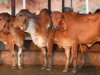 स्वदेशी उन्नत गोवंश से समृद्ध उत्तर प्रदेश बना रही योगी सरकार