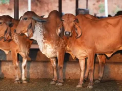 स्वदेशी उन्नत गोवंश से समृद्ध उत्तर प्रदेश बना रही योगी सरकार