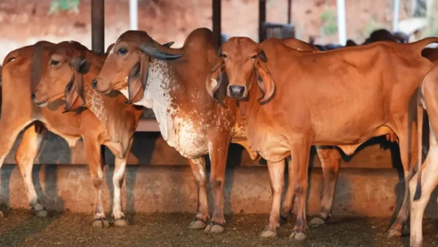 cow_girindian-1778584154471
