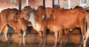 गो संरक्षण से ग्रामीण अर्थव्यवस्था को नई रफ्तार दे रही योगी सरकार