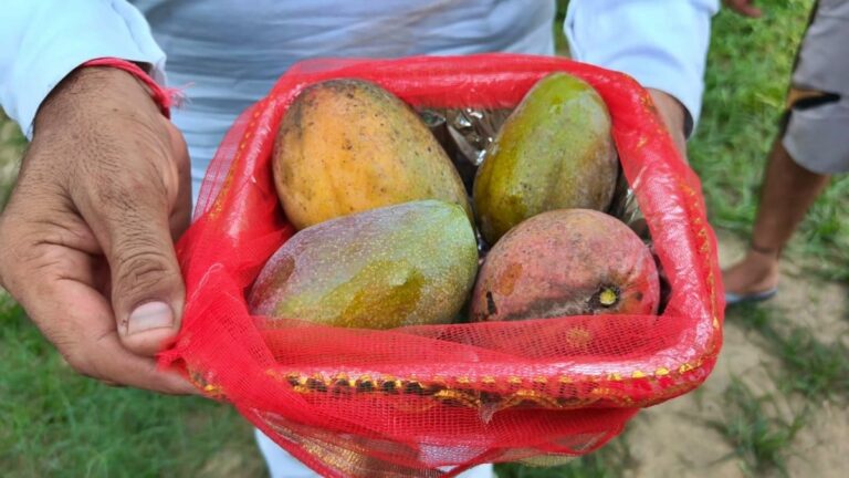 6a68a4d0d5096-saharanpur-miyazaki-mango-photo--itg-284707399-16x9