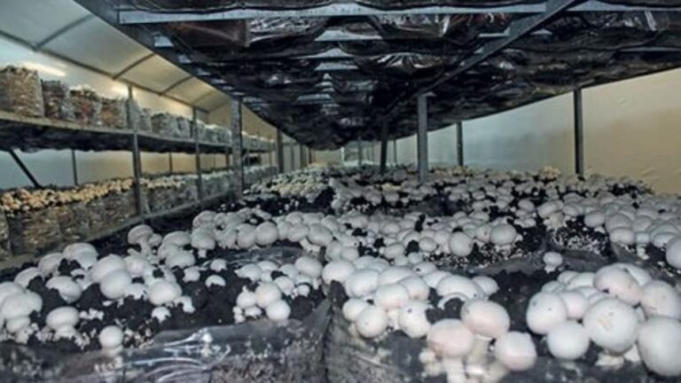 676ce26ba0e94-mushroom-farming-265814564-16x9