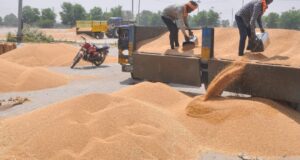 एमएसपी पर गेहूं खरीद में योगी सरकार का रिकॉर्ड, 9 साल में 51.70 लाख किसानों को मिला सीधा लाभ