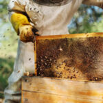 beekeeping-business-know-what-is-necessary-and-how-can-you-earn-a-lot-1068x601